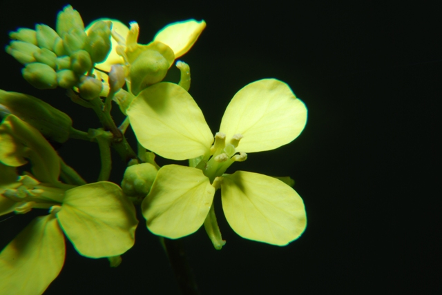 Brassica nigra